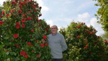 Michel Corlay parmis ses plants de camélias