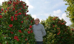 Michel Corlay parmis ses plants de camélias