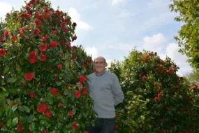 Michel Corlay parmis ses plants de camélias