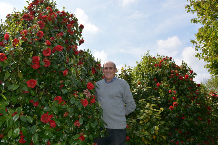 Michel Corlay parmis ses plants de camélias