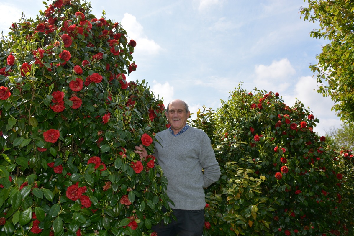 Michel Corlay parmis ses plants de camélias - Illustration Visite au paradis des camélias