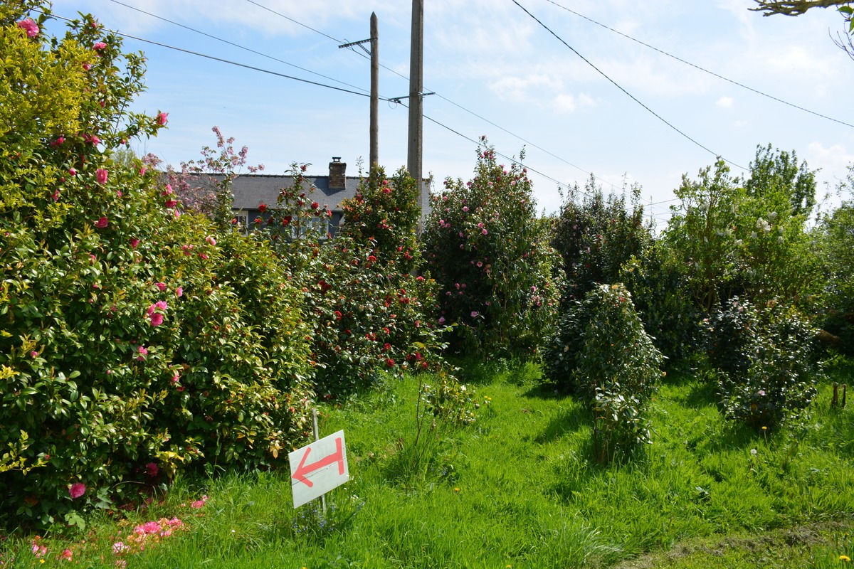 Certains plants atteignent plusieurs mètres de hauteur.