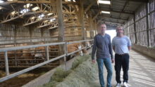 Deux hommes dans une stabulation avec des vaches allaitantes