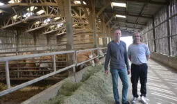 Deux hommes dans une stabulation avec des vaches allaitantes