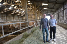 Deux hommes dans une stabulation avec des vaches allaitantes