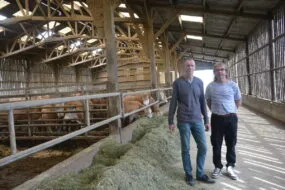 Deux hommes dans une stabulation avec des vaches allaitantes