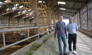 Deux hommes dans une stabulation avec des vaches allaitantes