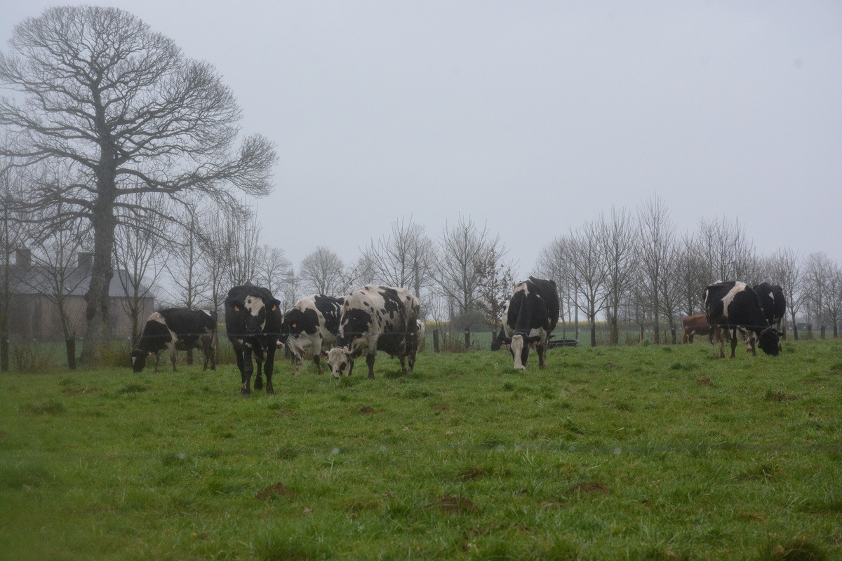 Composé à parts égales de Prim’Holstein et de croisées 2 ou 3 voies (Normandes, Montbéliardes, Rouge Scandinave), son cheptel a été pensé pour allier production et rusticité.