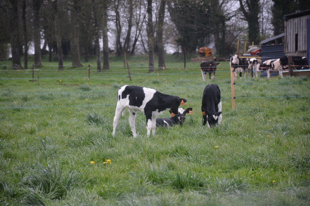 Depuis peu, il teste l'élevage de veaux avec des vaches nourrices.