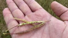 Graines de colza encore vertes dans leur silique