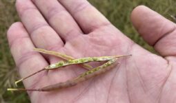 Graines de colza encore vertes dans leur silique