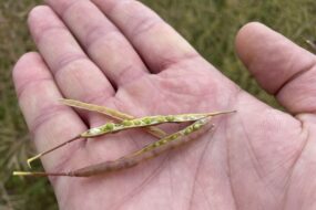 Graines de colza encore vertes dans leur silique