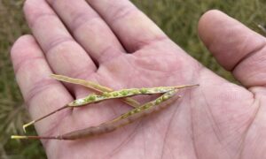 Graines de colza encore vertes dans leur silique
