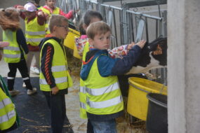 Un petit garçon caresse la tête d'un veau