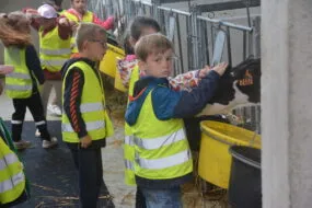 Un petit garçon caresse la tête d'un veau
