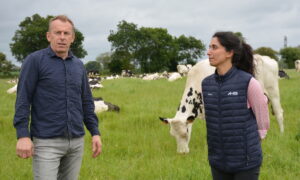Un homme et une femme dans un champ avec des vaches