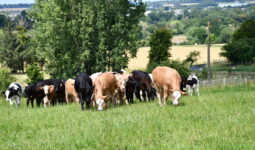 Des veaux qui pâturent dans un champ