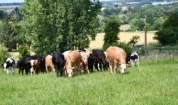 Des veaux qui pâturent dans un champ