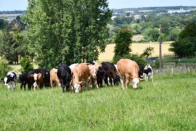 Des veaux qui pâturent dans un champ