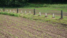 Un talus aménagé avec des plantations
