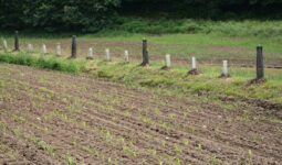Un talus aménagé avec des plantations