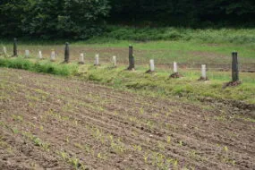 Un talus aménagé avec des plantations