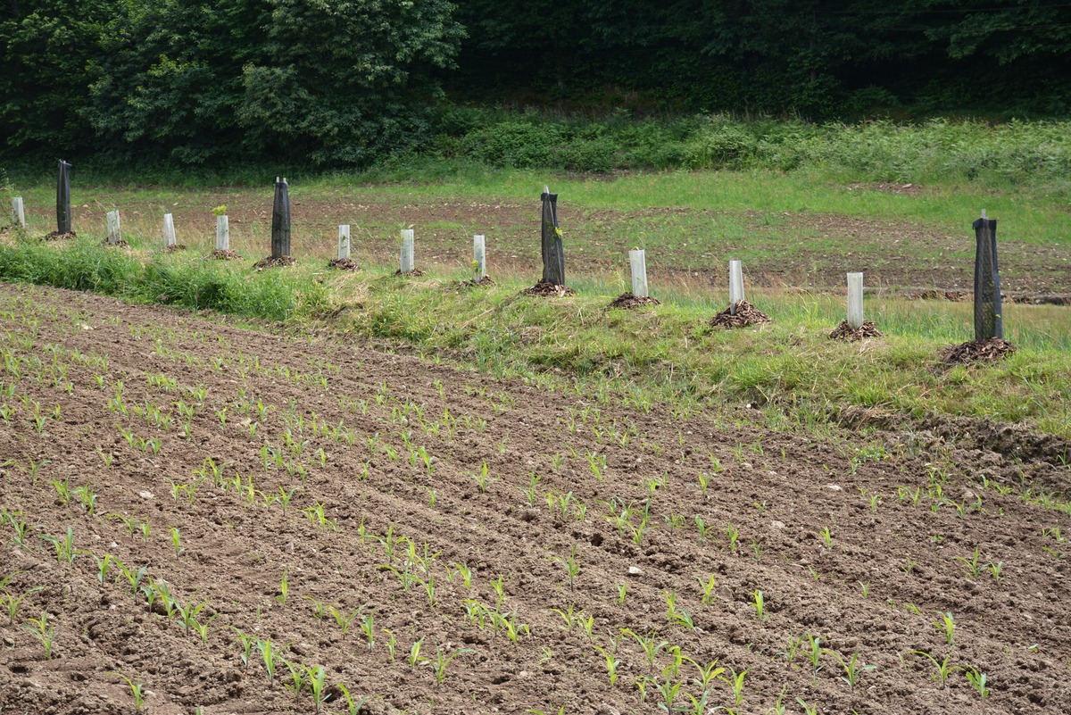 Un talus aménagé avec des plantations - Illustration Des aménagements pour réduire la fuite des phytos