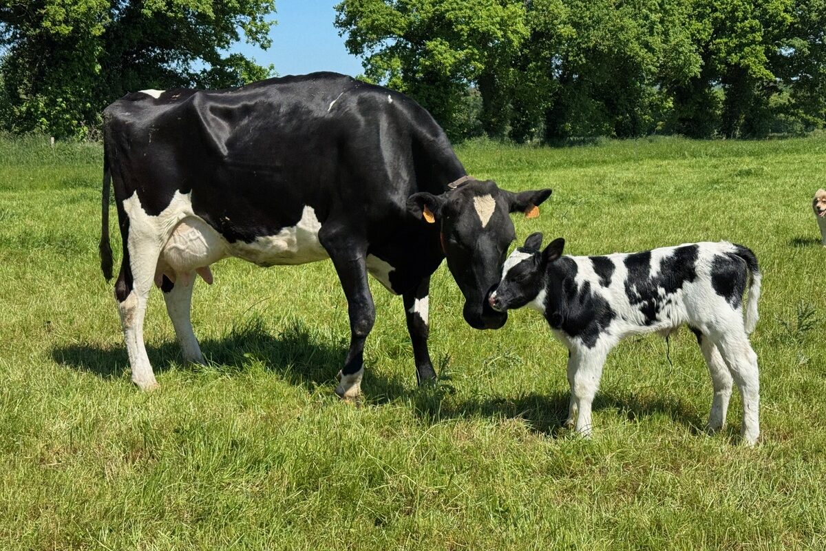 Une vache Holstein et son veau - Illustration Faire face aux manques de vaches et de veaux