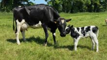 Une vache Holstein et son veau