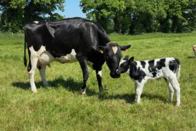 Une vache Holstein et son veau