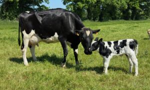 Une vache Holstein et son veau