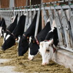vaches au cornadis avec des colliers de détection