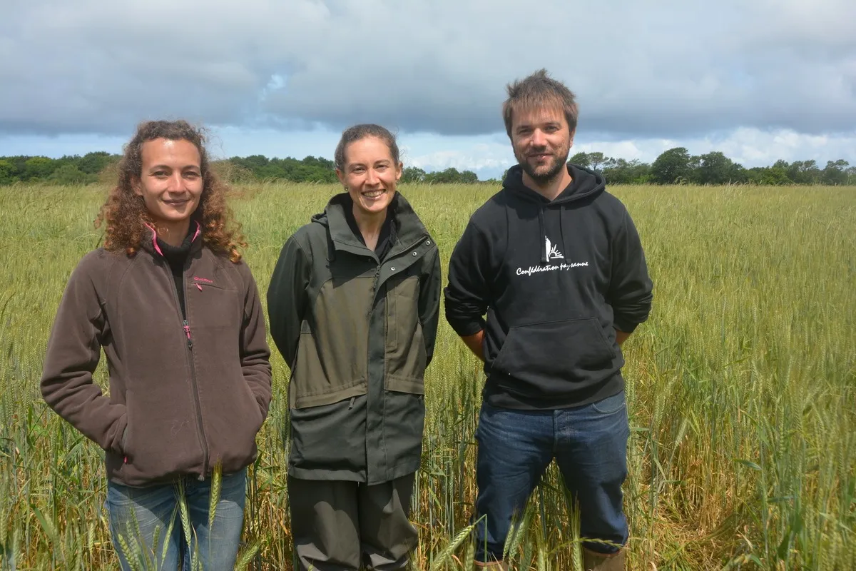 Deux femmes et un homme dans un champ de blé - Illustration Du blé de qualité  pour du bon pain