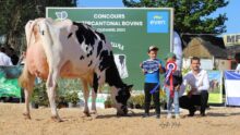 Un homme, deux enfants et une vache lors de la remise des prix d'un concours bovin