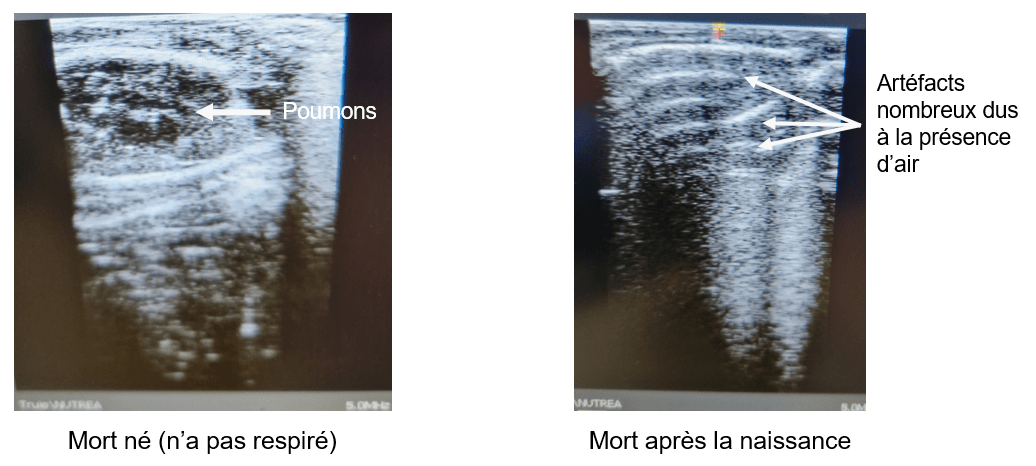 Echographie de poumons de porcelets