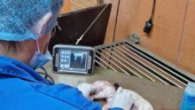 Une personne de dos dans un laboratoire qui fait une echographie sur un porcelet mort