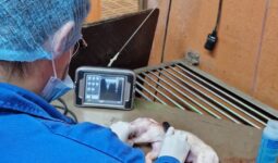 Une personne de dos dans un laboratoire qui fait une echographie sur un porcelet mort