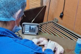 Une personne de dos dans un laboratoire qui fait une echographie sur un porcelet mort