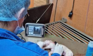 Une personne de dos dans un laboratoire qui fait une echographie sur un porcelet mort