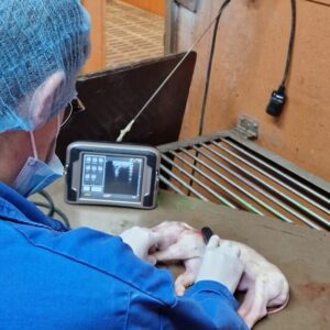 Une personne de dos dans un laboratoire qui fait une echographie sur un porcelet mort