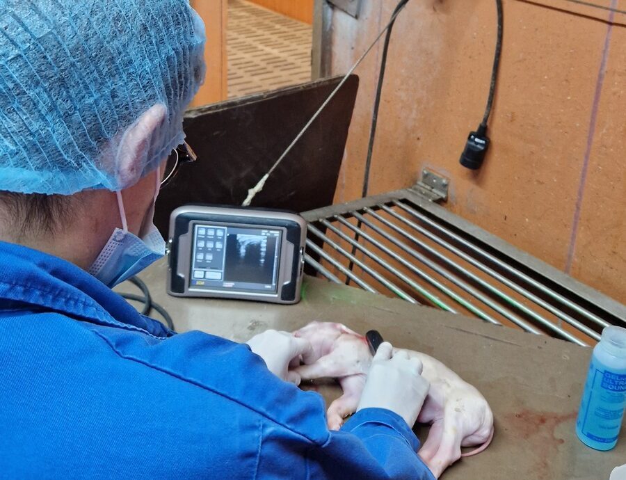 Une personne de dos dans un laboratoire qui fait une echographie sur un porcelet mort - Illustration Mortinatalité : mieux comprendre pour mieux agir