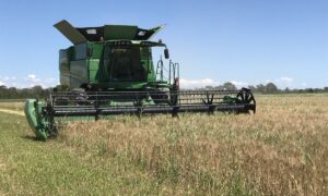 Une moissonneuse-batteuse au travail dans un champ de céréales