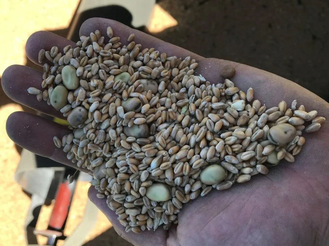 Lorsque les graines ont des tailles très différentes comme en blé/féverole, le compromis dans les réglages du système de battage est plus facile à atteindre avec des machines à secoueurs.