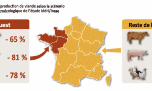Carte de l'évolution de la production de viande