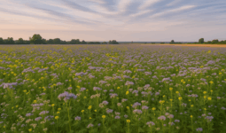 Un champ d'intercultures estivales