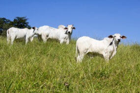 bovins du Brésil dans l'herbe