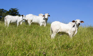 bovins du Brésil dans l'herbe