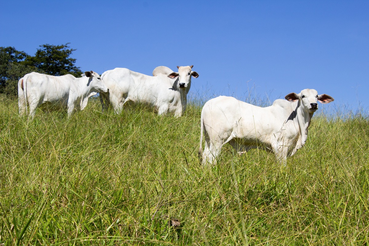 bovins du Brésil dans l'herbe - Illustration Viande bovine : Hégémonie brésilienne