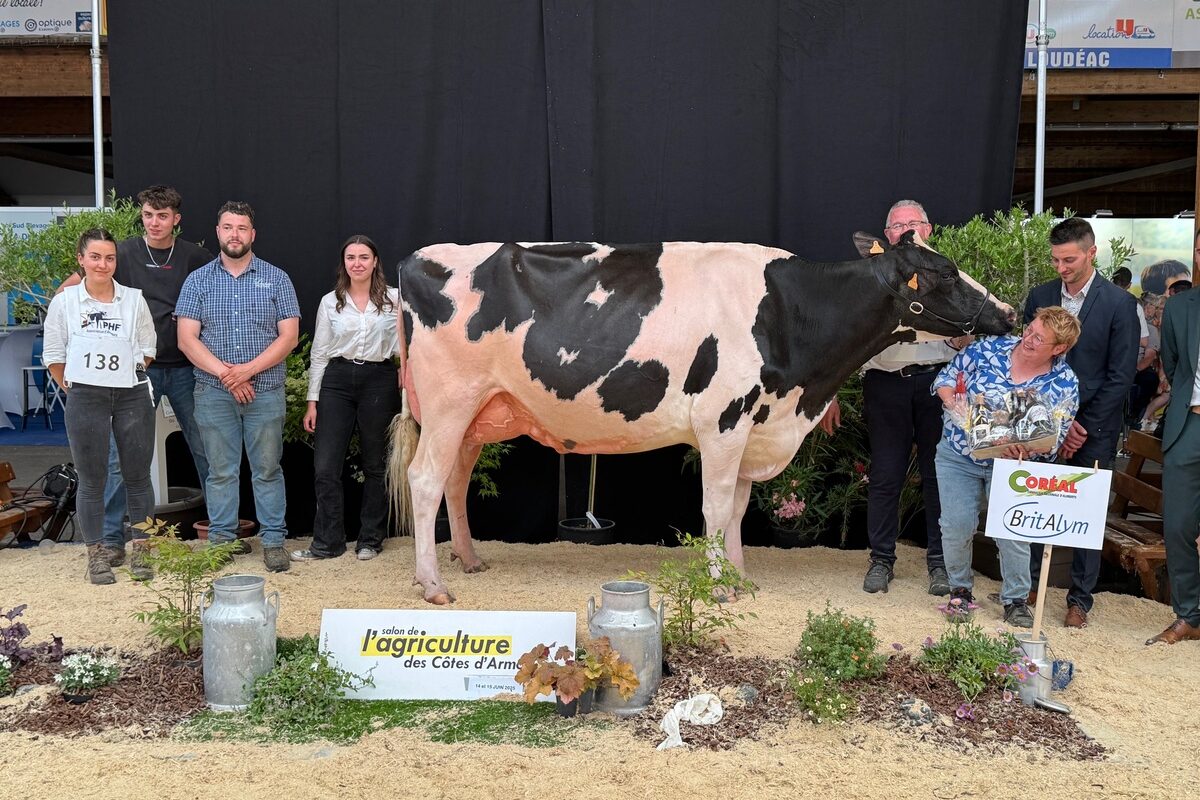 Une vache Prim'Holstein entourée de personnes sur le podium d'un concours de bovins. - Illustration Avec Roée, l’élevage Follezou brille à Loudéac