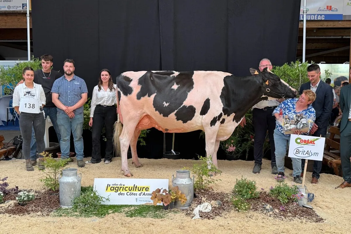 Une vache Prim'Holstein entourée de personnes sur le podium d'un concours de bovins. - Illustration Avec Roée, l’élevage Follezou brille à Loudéac